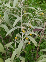 Solanum elaeagnifolium