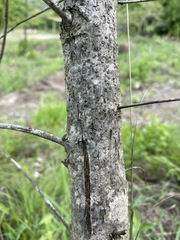Searsia grandidens