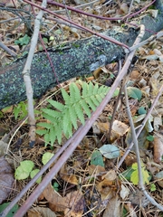 Dryopteris filix-mas