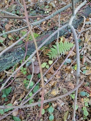 Dryopteris filix-mas