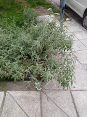 Solanum elaeagnifolium