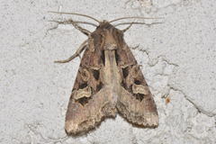 Trigonophora jodea