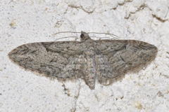 Eupithecia oxycedrata