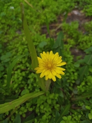 Taraxacum officinale