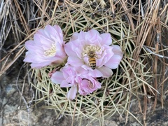 Gymnocalycium monvillei
