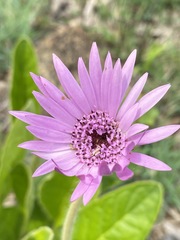 Gerbera viridifolia