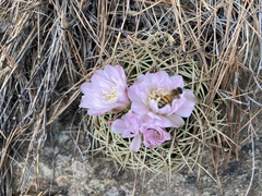 Gymnocalycium monvillei