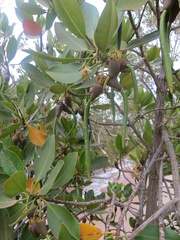 Rhizophora mucronata