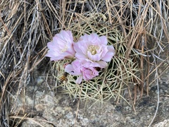 Gymnocalycium monvillei