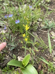 Eriospermum mackenii