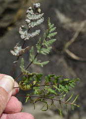 Cheilanthes brownii