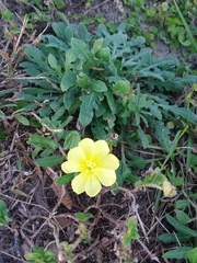 Oenothera humifusa
