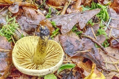 Tricholoma sulphureum