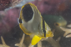 Chaetodon ephippium