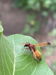 Antodynerus radialis