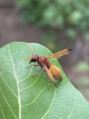 Antodynerus radialis