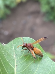 Antodynerus radialis