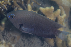 Pomacentrus microspilus