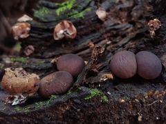 Lycoperdon fuligineum