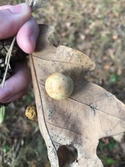Cynips quercusfolii