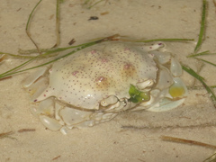 Matuta