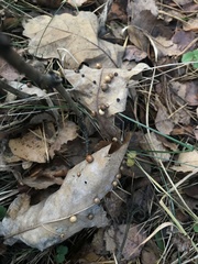 Cynips quercusfolii