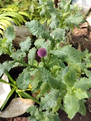 Sphaeranthus indicus