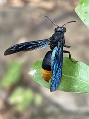 Anterhynchium synagroide