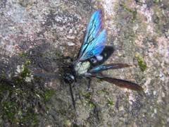 Austroscolia nitida varifrons
