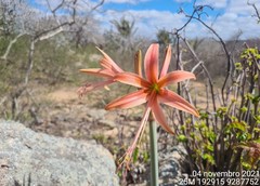 Hippeastrum stylosum
