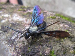 Austroscolia nitida varifrons