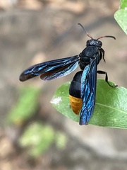 Anterhynchium synagroide