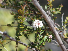 Leptospermum erubescens