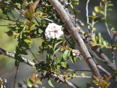 Leptospermum erubescens
