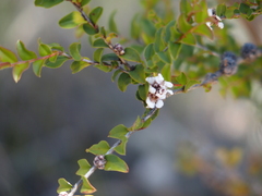 Leptospermum erubescens