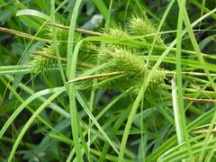Carex lupuliformis