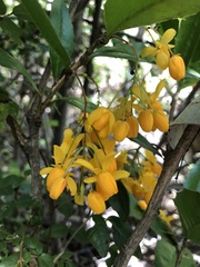 Berberis negeriana