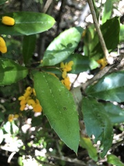 Berberis negeriana