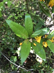 Berberis negeriana