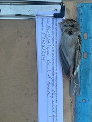 Spizella pallida