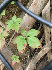 Parthenocissus quinquefolia image