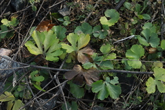 Ranunculus fallax