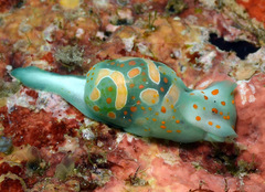 Lamprohaminoea cymbalum