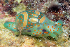 Lamprohaminoea cymbalum