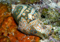 Lamprohaminoea cymbalum