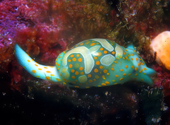 Lamprohaminoea cymbalum