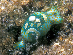 Lamprohaminoea cymbalum