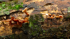 Dacryopinax elegans