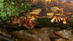 Dacryopinax elegans