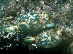 Lamprohaminoea cymbalum